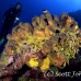 sponge_tube_branching_lw_gc_h_0072_cay1212.jpg